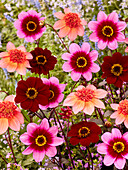 Dahlia mix