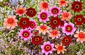 Dahlia mix