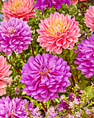 Dahlia Bluetitul, Pink Magic