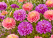 Dahlie (Dahlia) 'Bluetitul', 'Pink Magic'