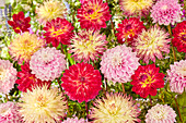 Dahlie (Dahlia) 'Caproz Josephine', ' Double Shine', ' Sweet Love'