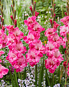 Gladiole (Gladiolus) 'Hugo'