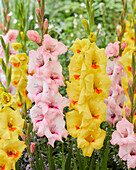 Gladiole (Gladiolus) 'Matrix', 'Luson'