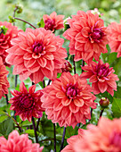 Dahlie (Dahlia) 'American Dawn'