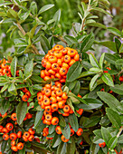 Mittelmeer-Feuerdorn (Pyracantha coccinea) 'Orange Star'