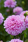 Dahlia Pink Pop