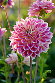 Dahlie (Dahlia) 'Temple of Beauty'