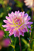 Dahlie (Dahlia) 'Sagitta'