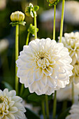 Dahlie (Dahlia) 'Polar Ice'