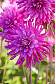 Dahlia Dark Diamond