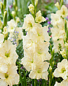 Gladiolen (Gladiolus) weiß