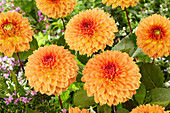 Dahlia Orange Impact