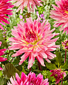 Dahlie (Dahlia) 'Mingus Julie'