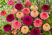 Dahlia decorative mix