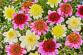 Dahlia Dads Favorite, Dahlia Freyas Paso Doble, Dahlia Platinum Blonde, Dahlia Blue Bayou