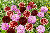 Dahlia mixi