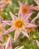 Dahlie (Dahlia) 'Fancy Pants'