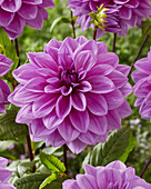 Dahlie (Dahlia) 'Lilac Time'