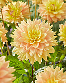 Dahlie (Dahlia) 'Oogenlust'