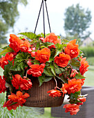 Begonia Giant Pendula Orange