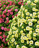 Calibrachoa parviflora Can-Can® Rosies Light Yellow