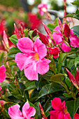Trichterblüte Dipladenia (Mandevilla Sanderi) 'Sundaville® Mimi Pink'