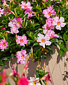 Trichterblüte Dipladenia (Mandevilla Sanderi) 'Bella Pink Jewell'