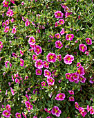 Petunie (Calibrachoa parviflora) 'Conga™ Pink Star'