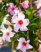 Trichterblüte Dipladenia (Mandevilla Sanderi) 'Sundaville® Cream Pink'