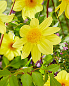 Anemonenblütige Dahlie (Dahlia) 'FV Anemone', gelb