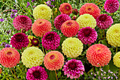 Dahlia Jowey Mix