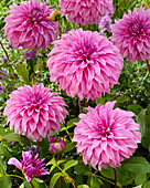 Dahlia Vassio Meggos