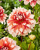 Dahlie (Dahlia) 'Frost Nip'