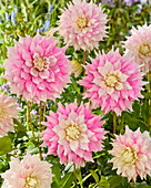 Dahlia Gitts Perfection