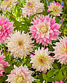 Dahlie (Dahlia) 'Gitts Perfection', ' Ferncliff Illusion'