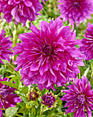 Dahlia Purple Taiheijo