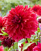 Dahlie (Dahlia) 'Zorro'