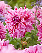 Dahlie (Dahlia) 'Prins Carnaval'