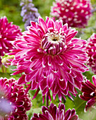 Dahlia Vancouver