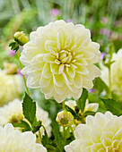 Dahlia MD77