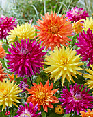 Dahlia colorful mix