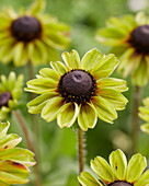 Sonnenhut (Rudbeckia) 'Enchanted Forest'