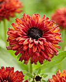 Rudbeckia Enchanted Nightfall