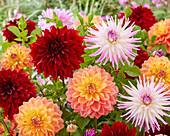 Dahlia mix