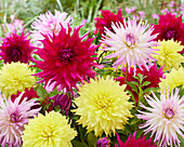 Dahlia mix