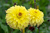 Dahlie (Dahlia) 'Parasol'