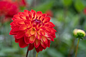 Dahlie (Dahlia) 'Simone'