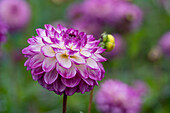 Dahlie (Dahlia) 'Dreaming Maid'