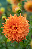 Dahlia Neon Splendour