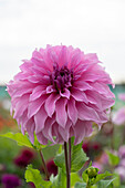 Dahlia Vassio Meggos